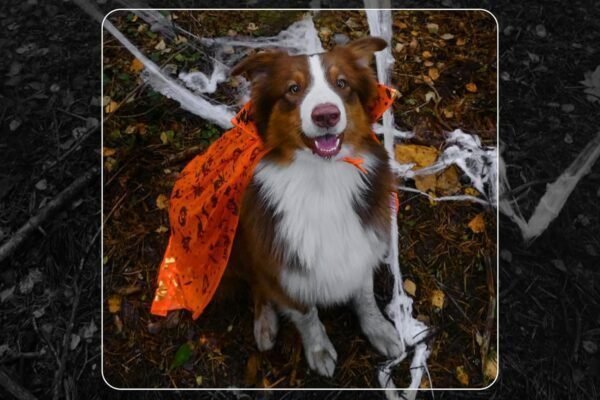 HomeTool Haven: Expert Picks for Every Household